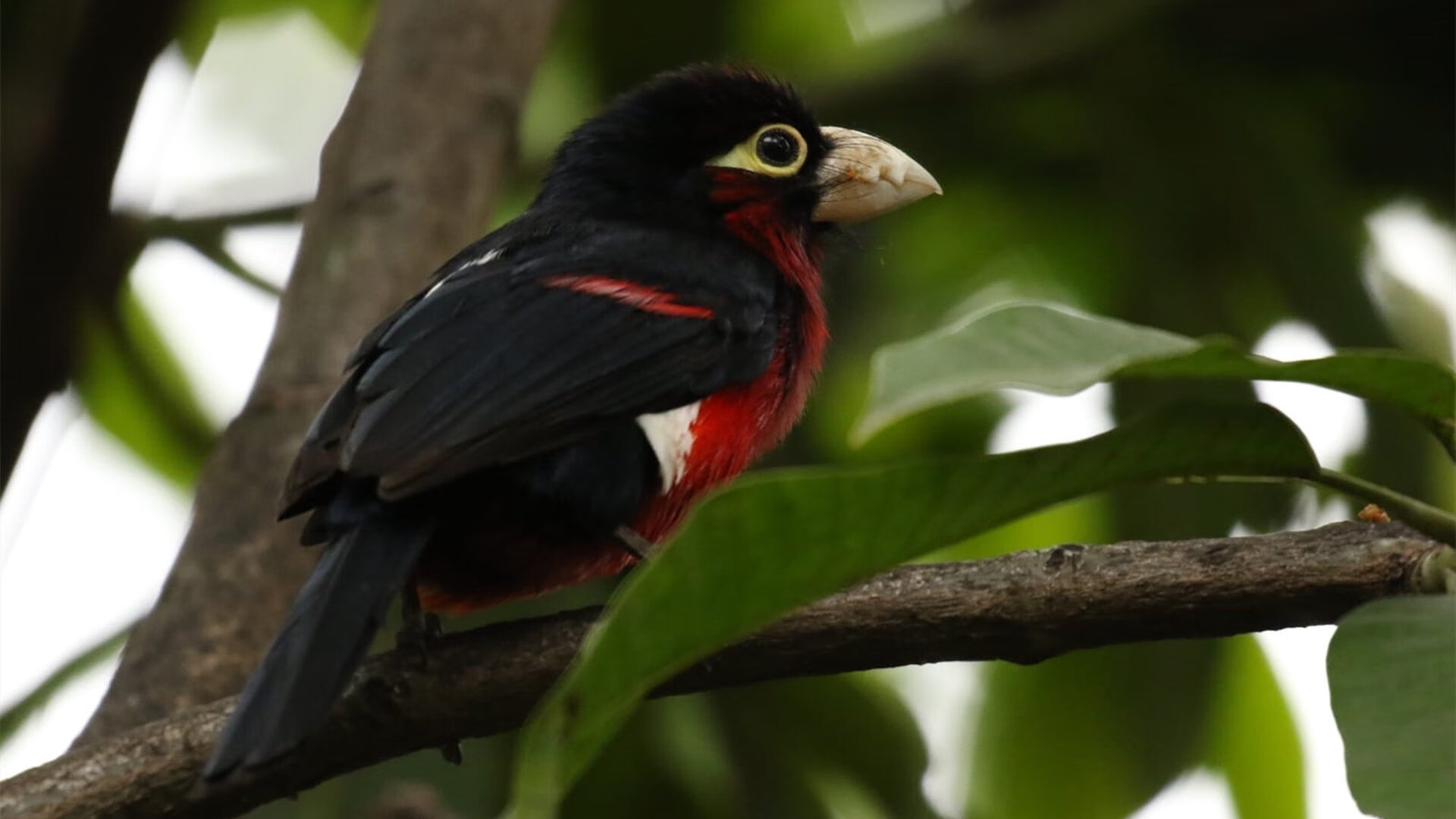 拜仁绝地反击终结芬兰黑马，楚阿梅尼一锤定音闪耀全场